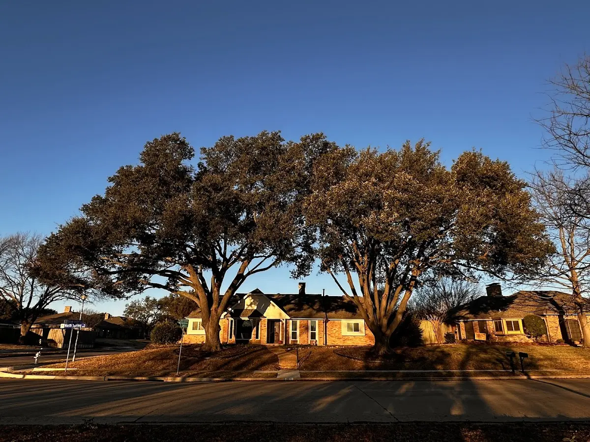 Established residential canopy tree shading a home in Neskowin